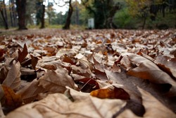 Fallen leaves in the deep forest. Dried leaves in forest ground. Autumn in the forest. beautiful forest and landscape.