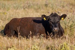 A bull lies in the grass staring at the viewer with many flies buzzing around his nose and eyes. Summertime, dry grass, bright sunlight.
