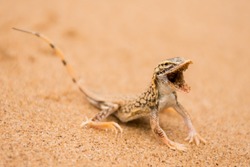 Horizontal closeup colour image of aggressive shovel-snouted lizard or Anchieta's dune lizard in Dorob National Park Namibia