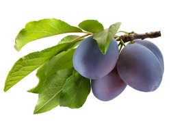 tree branch with purple plums and green leaves isolated on a white background