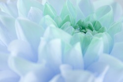 close up of blue dahlia