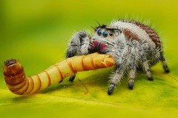 The best shots of jumping spider