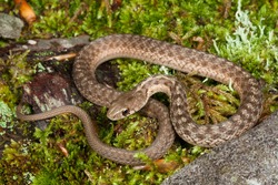 Eastern Garter Snake on moss, Thamnophis sirtalis