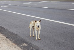 A hungry stray dog on the street.
