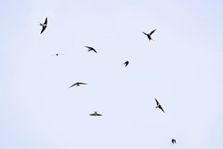 a group of flying swallows in the air in spring