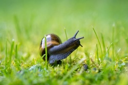 a snail on green grass in the garden