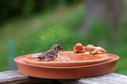 a sparrow is bathing and splashing with water in a bird bath 