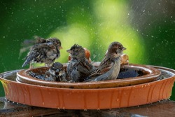 a group of sparrows bathing and splashing with water in a bird bath 