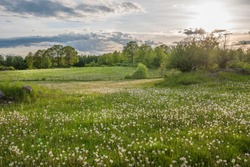 Field of grass and dandelions in Sweden