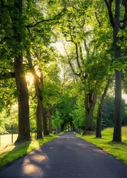 Tree avenue during summer in Sweden