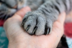 Cute fluffy cat paw on hand. Friendship with a pet. Gray striped cat. Paw with claws. Animal welfare