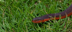 Red bellied snake slithering on the grass with room for copy at the left