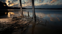 Sunset with trees and exposed roots at Jordan Lake in North Carolina