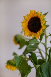 Fresh yellow sunflower Bouquet in rustic antique vase on wooden table.Space for Text.Selective focus. Autumn Concept
