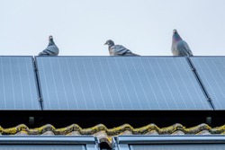 Homing pigeons enjoy the view from a solar panel at the top of the roof.