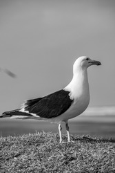 beautiful outdoor daytime pictures of seagulls on the beach