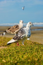 pictures of pigeons outdoors on the shore of the beach on a sunny day