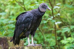 American black vulture (Coragyps atratus) - Homosassa, Florida, USA