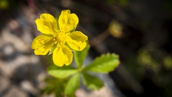 Potentilla reptans known as the creeping cinquefoil or European fivefinger a flowering plant in the family Rosaceae