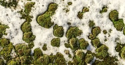 wide moss surface covered by snow in January in the Italian Lazio region,view directly above