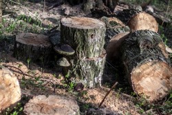 Sawn logs are randomly piled up. Woodpile in the sun. The saw cuts are stacked randomly, close-up. Sawn logs lie in a pile.