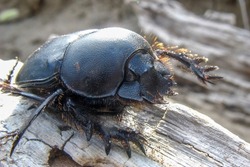 The scarab beetle crawls up the tree. Black beetle close-up. Black, matte scarab shell.