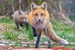 A wild female fox in the suburbs of Colorado