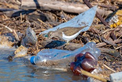 birds and plastic. Sandpiper walks on the beach with plastic bottles.