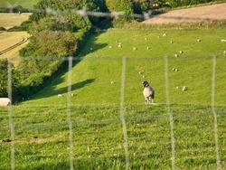 Sheep enjoying a warm summer day in a British field