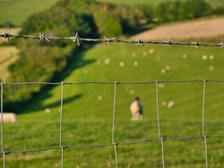 Sheep enjoying a warm summer day in a British field