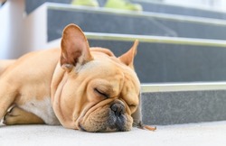 french bulldog sleep near stairs, rest and relax animal concept