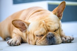 french bulldog sleep on floor, rest and relax animal concept