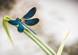 the beauty of the blue dragonfly on the lake