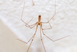 Daddy long led spider, macro picture hanging on the ceiling in your house