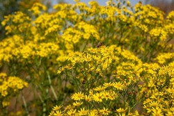 The ragwort, a wild plant with beautiful yellow flowers, but also a plant that is poisonous to mammals.