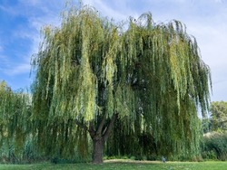 A weeping willow tree in front of a deep blue sky surrounded by deep green meadow and a railroad track