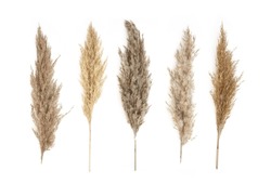 Collage of different type of Pampas Grass isolated on white background.