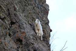 Mountain goat climbing