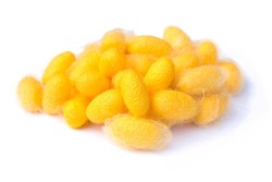 Yellow silkworm cocoons. Gold silkworm cocoons shell. This is a source of silk thread and silk fabric on white background.