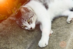 An adult gray and white cat lying on the floor. animals resting