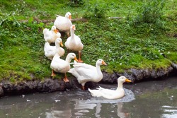 Ducks and goose with orange beaks and paws going in an artificial pond with muddy water on a summer day at a farm yard.