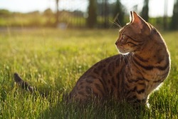 Bengal cat is standing in the grass at sunset. Domestic cat walks on the street. Kitten looks away.