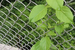 green leaves and vines climbing up growing on chain link fence close up closeup of natural vine plants wrapping around steel wires and grow through fencing man and nature entwined calm contrast
