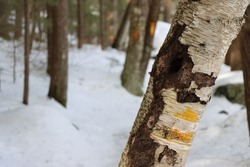 hiking trail through woods yellow trail markings colored blazes painted on trees winter hike dangerous cold outdoors adventure outside new Hampshire White Mountains state park walking healthy 