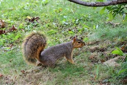 Grey squirrel with large puffy tail standing on ground looking at camera on green grass natural habitat critter  scavenging for food 