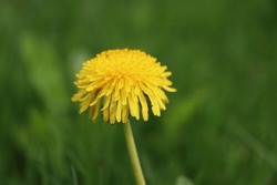 dandelion flower closeup of blooming yellow flower soft fluffy single blossom with blurred green background