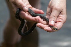 A little snake in woman's hands