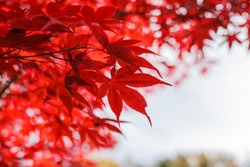 Red maple leaves in autumn season with blue sky blurred background, taken from Hokkaido Japan. Space for text.