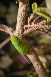 Green Grocer Cicada holding on a tree