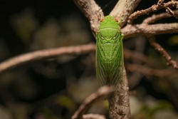 Green Grocer Cicada holding on a tree